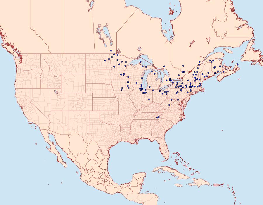 Distribution Data for Haploa confusa