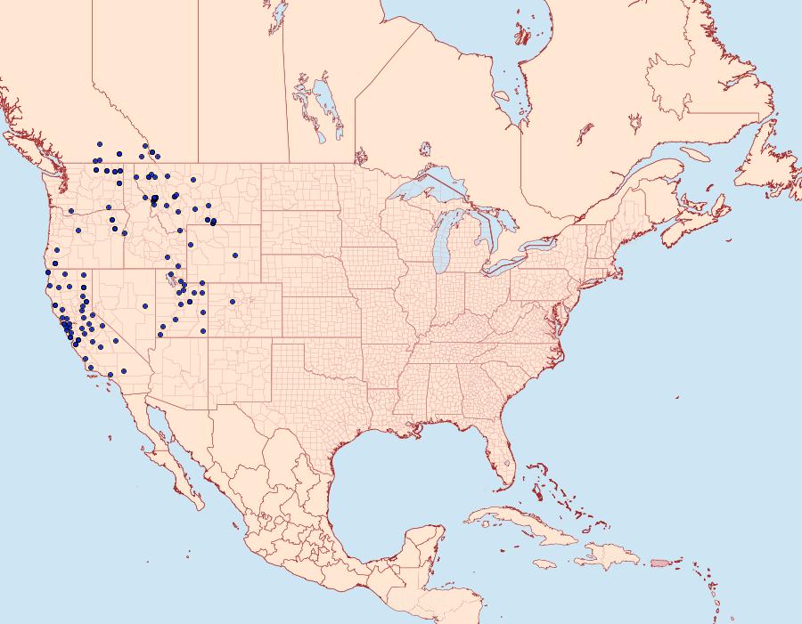 Distribution Data for Spilosoma vagans