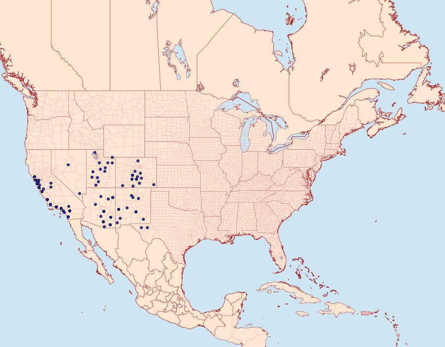 Distribution Data for Arachnis picta