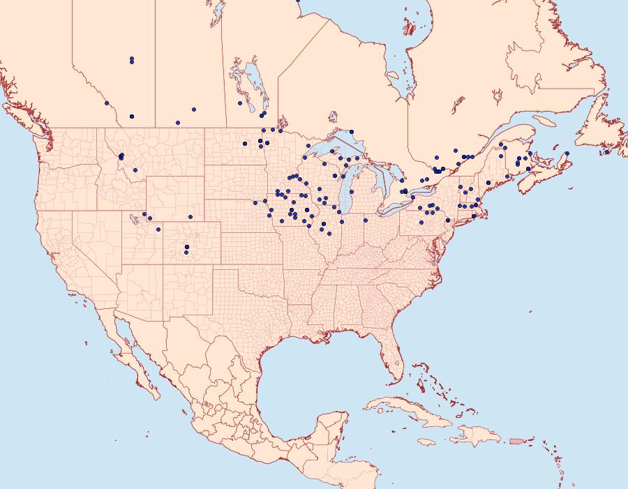 Distribution Data for Apantesis virguncula