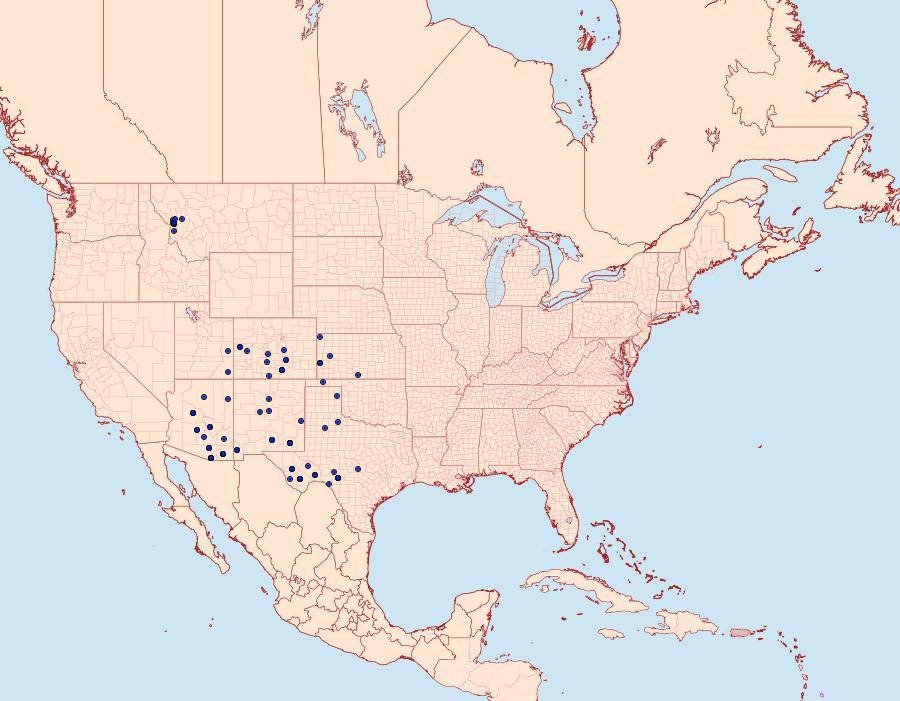 Distribution Data for Apantesis incorrupta