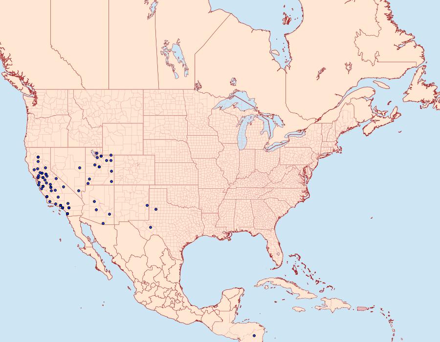 Distribution Data for Apantesis proxima