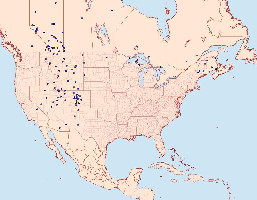 Distribution Data for Apantesis williamsii