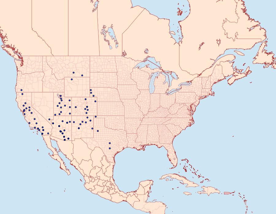 Distribution Data for Ectypia clio