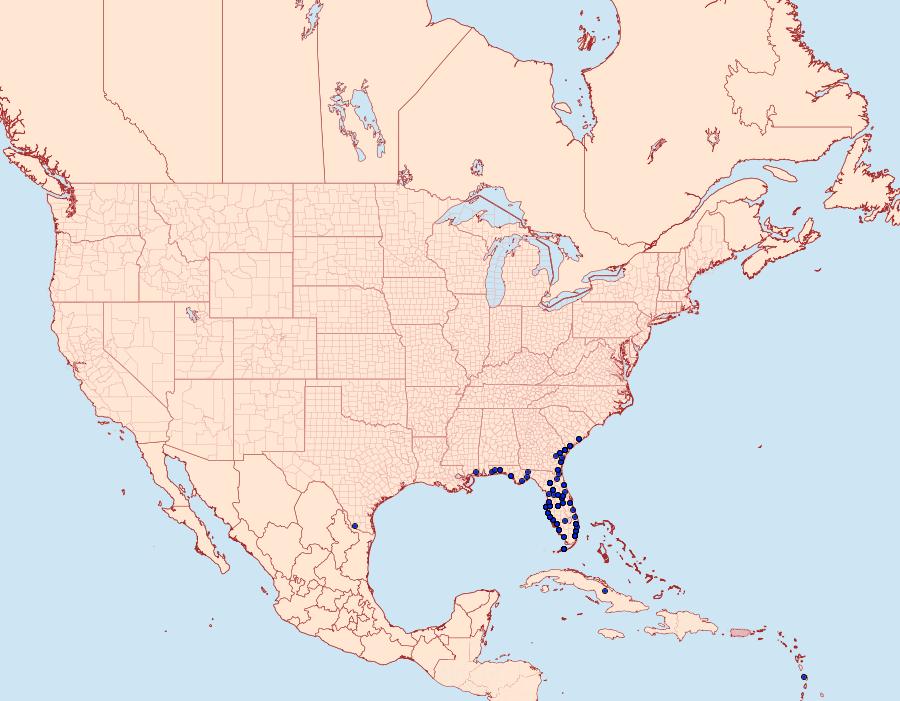 Distribution Data for Syntomeida epilais