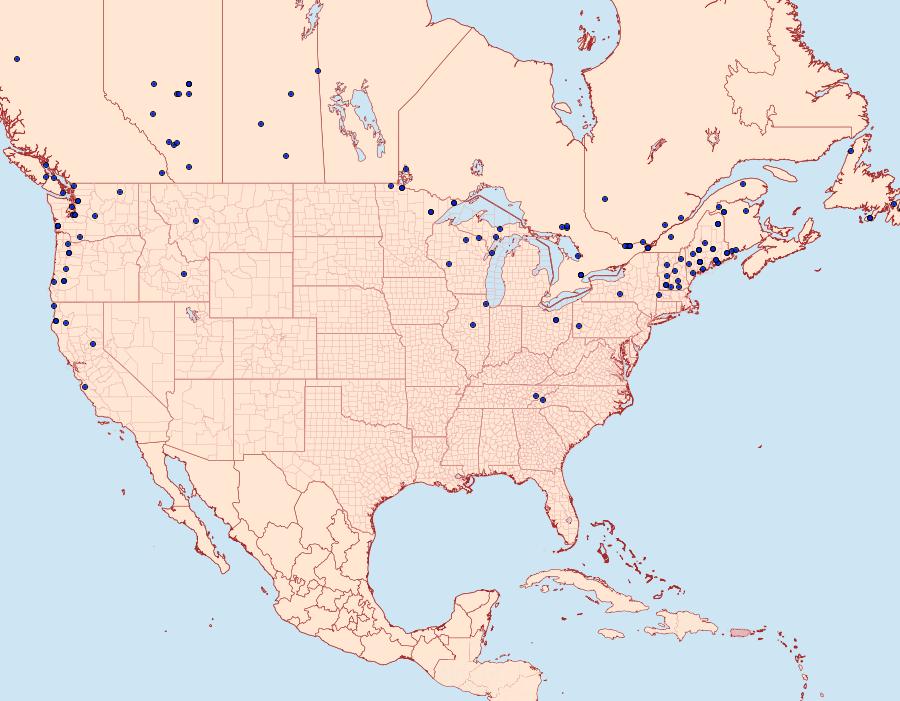 Distribution Data for Orgyia antiqua