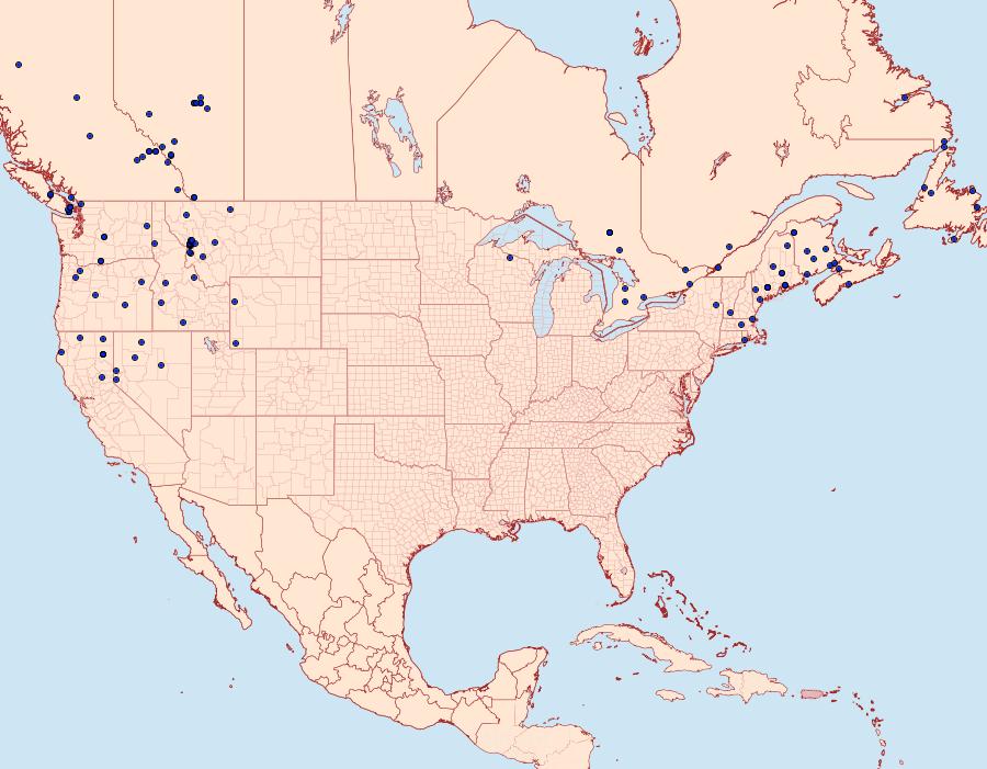 Distribution Data for Leucoma salicis