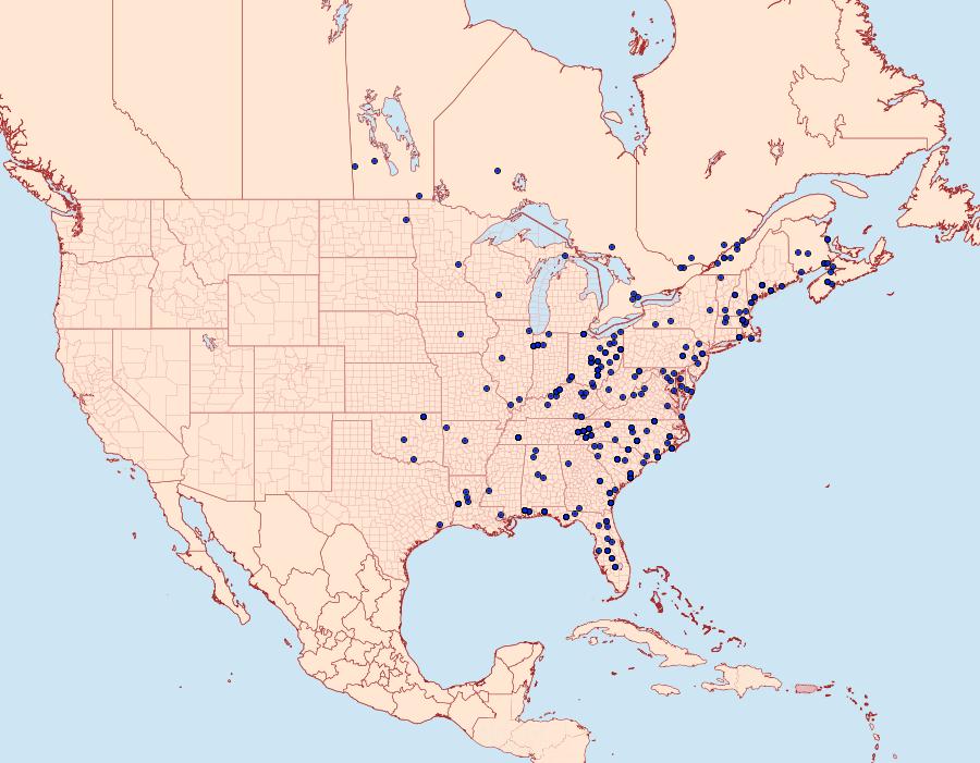 Distribution Data for Idia rotundalis