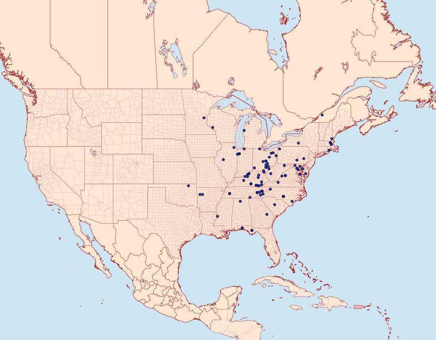 Distribution Data for Idia forbesii