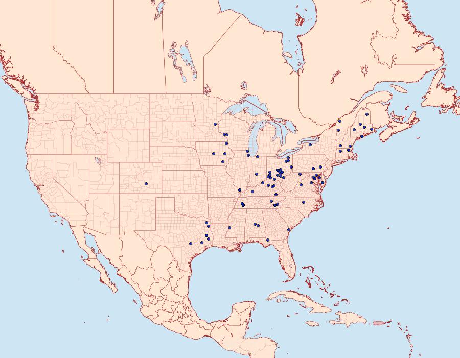 Distribution Data for Idia denticulalis