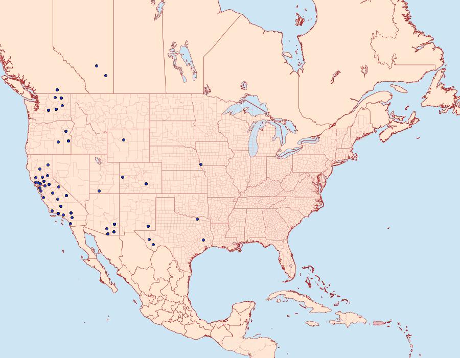 Distribution Data for Idia occidentalis