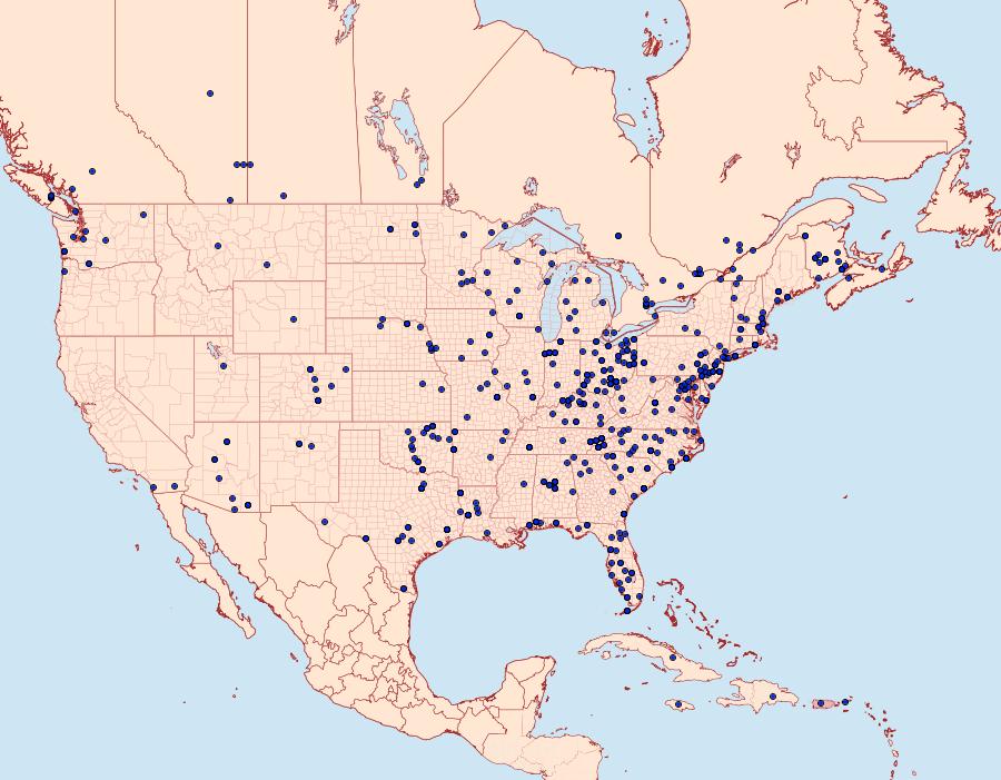 Distribution Data for Bleptina caradrinalis