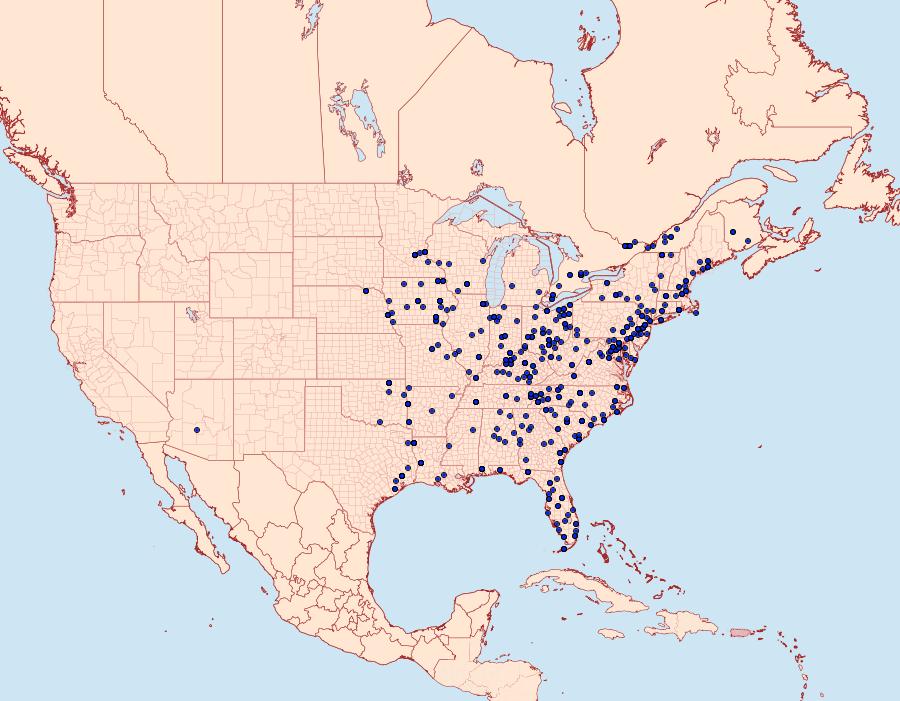 Distribution Data for Lascoria ambigualis