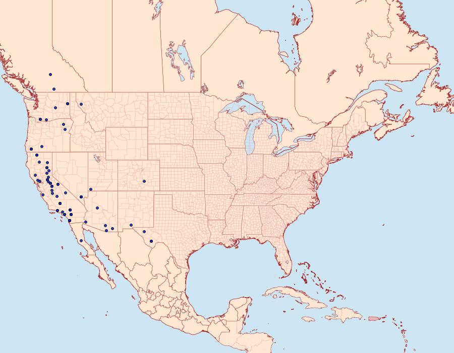 Distribution Data for Phobolosia anfracta