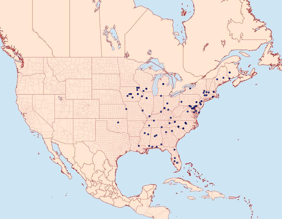 Distribution Data for Phyllocnistis insignis