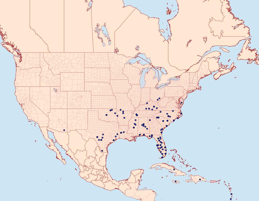 Distribution Data for Hemeroplanis scopulepes