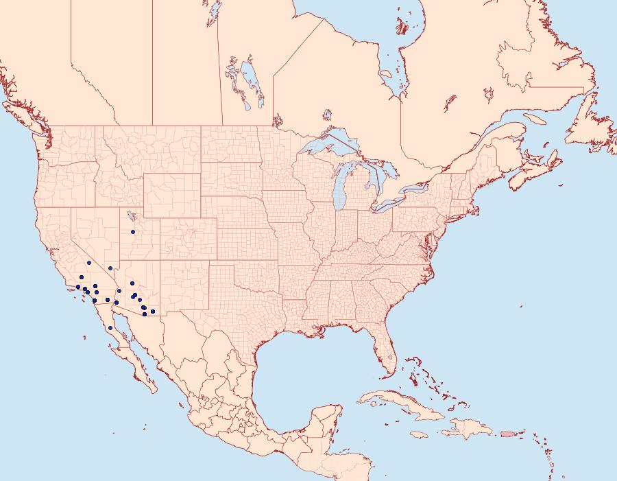 Distribution Data for Hemeroplanis incusalis