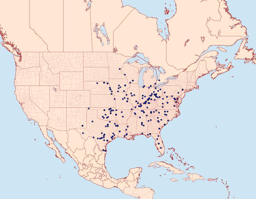 Distribution Data for Isogona tenuis