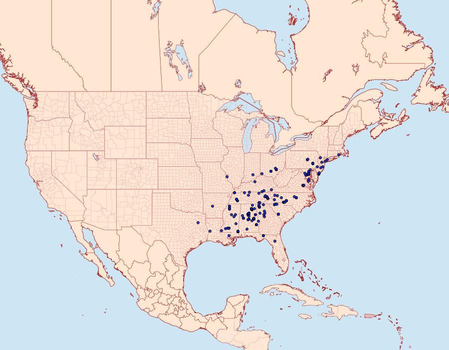 Distribution Data for Dinumma deponens