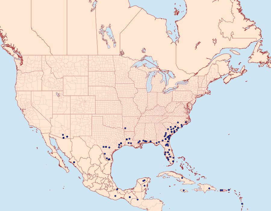 Distribution Data for Diphthera festiva