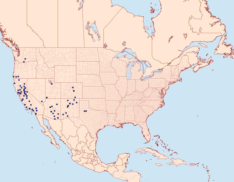 Distribution Data for Litocala sexsignata