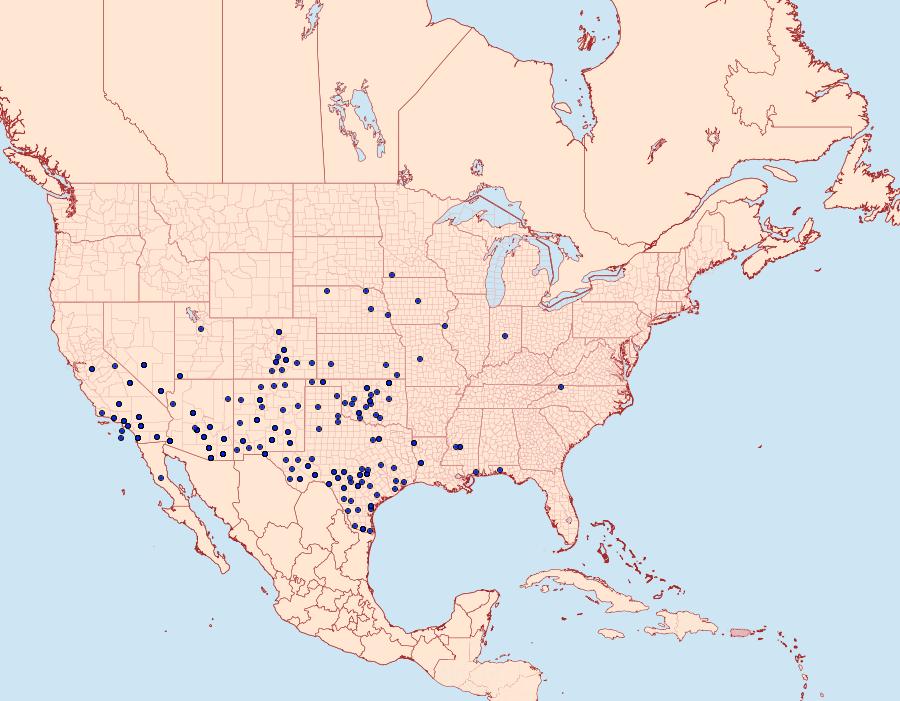 Distribution Data for Bulia deducta