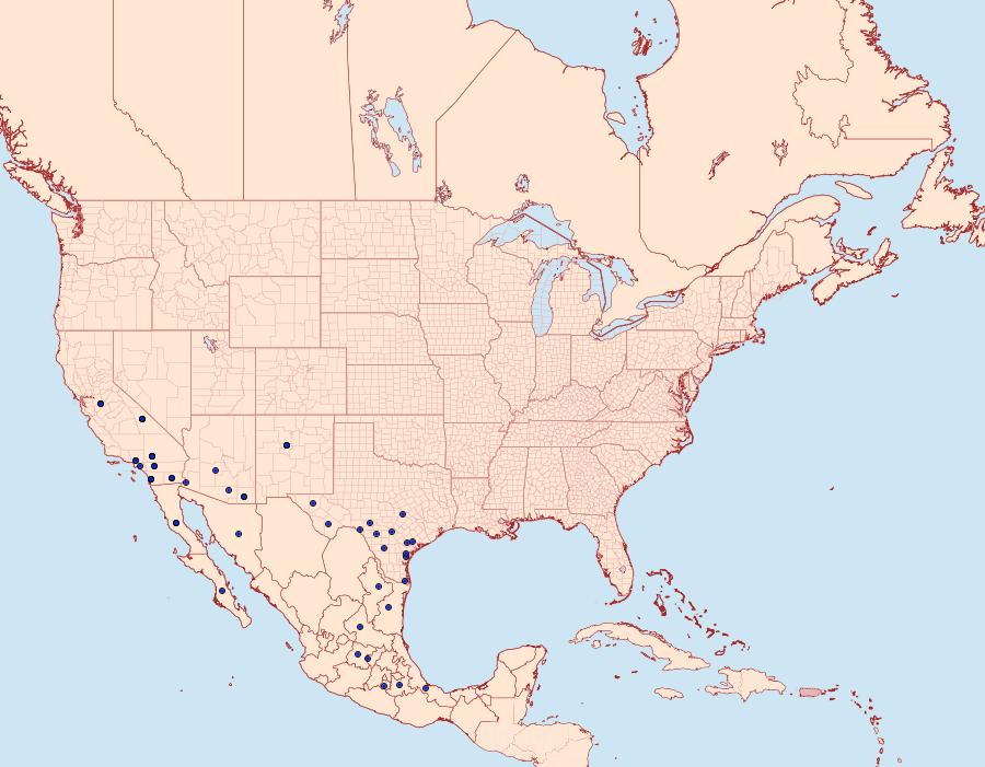 Distribution Data for Bulia similaris