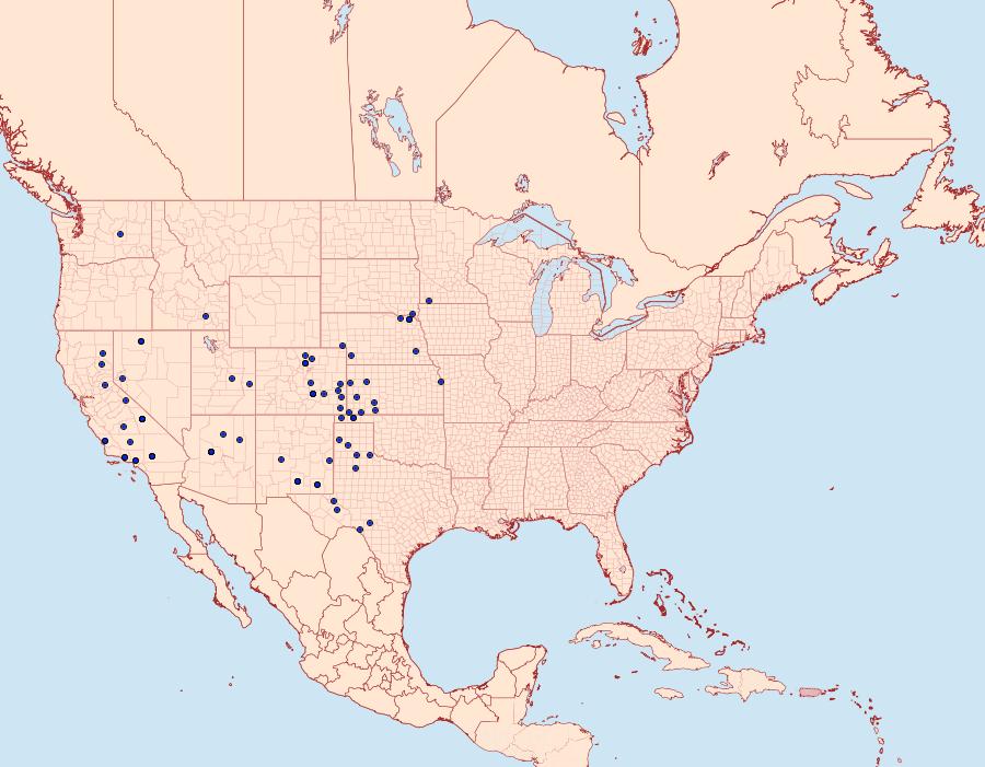 Distribution Data for Drasteria mirifica