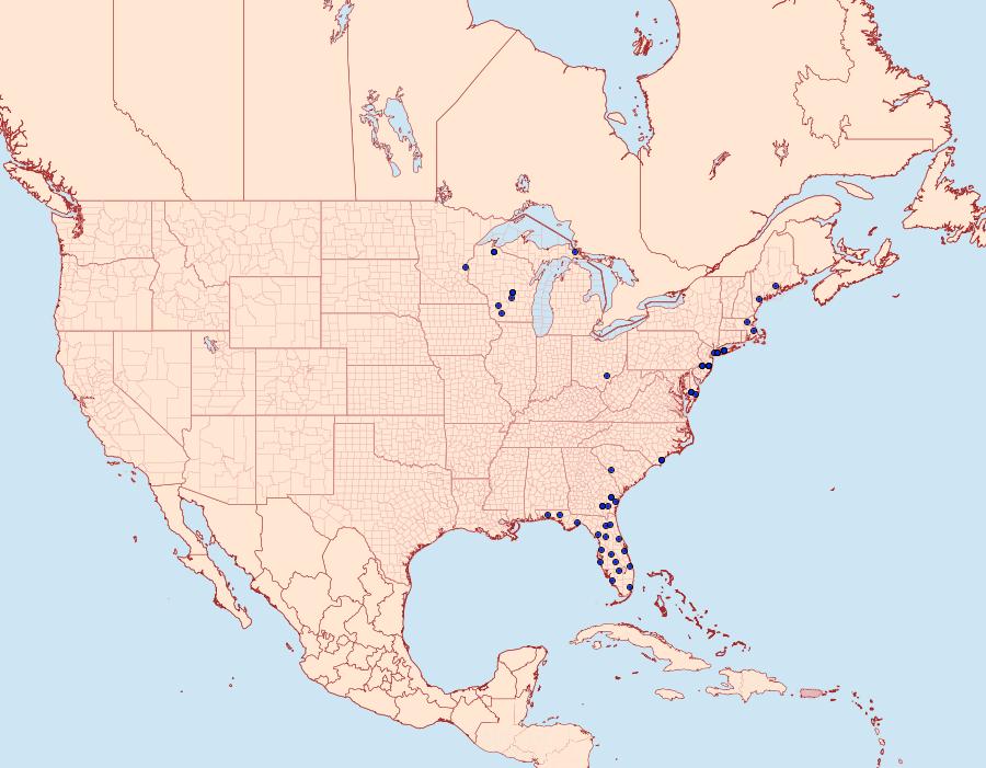 Distribution Data for Drasteria graphica