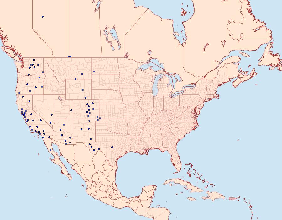 Distribution Data for Drasteria howlandii