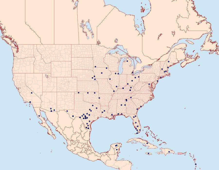 Distribution Data for Hypocala andremona