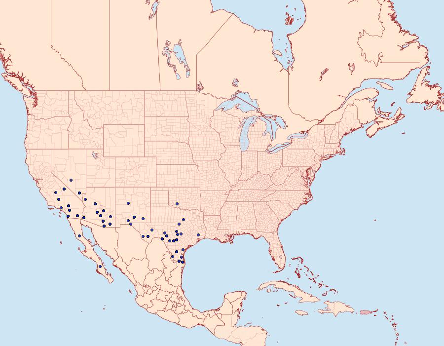 Distribution Data for Heteranassa mima