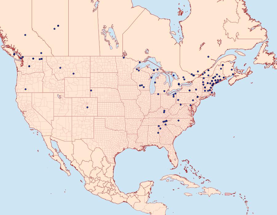 Distribution Data for Zale duplicata