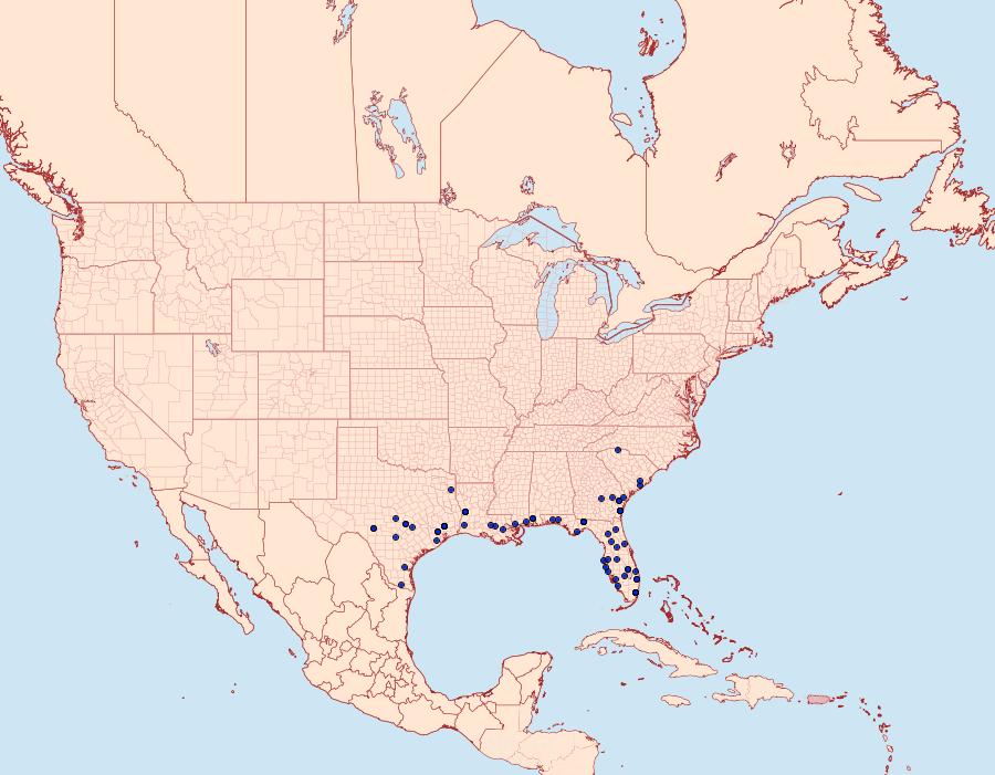 Distribution Data for Ptichodis vinculum