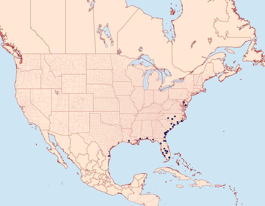 Distribution Data for Doryodes bistrialis