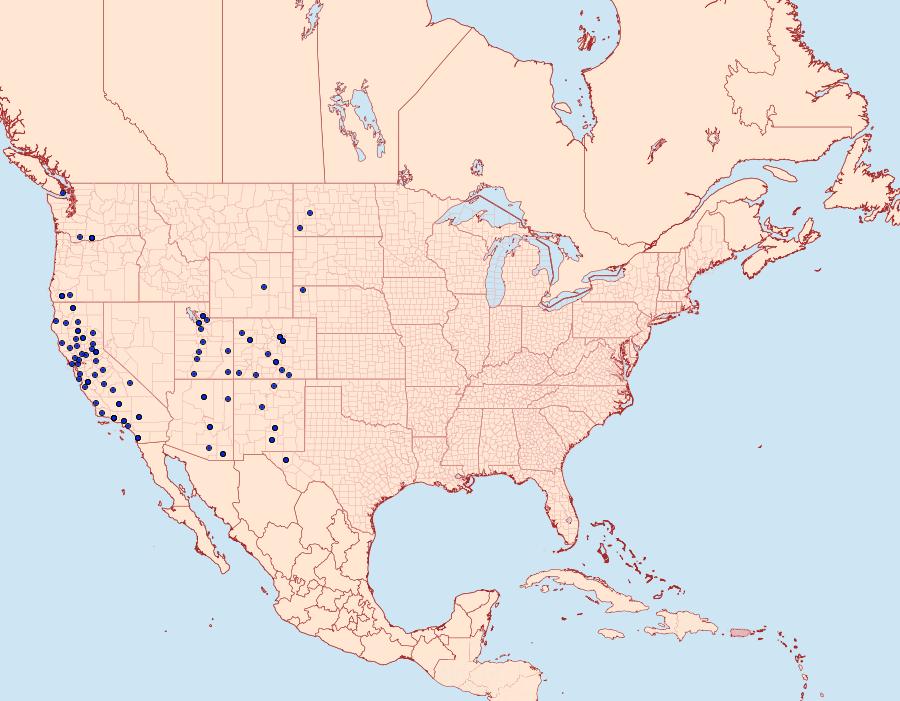 Distribution Data for Catocala aholibah