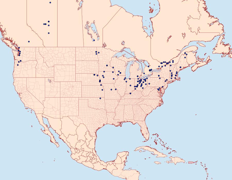 Distribution Data for Abrostola urentis