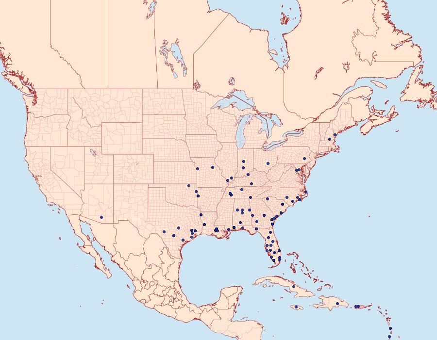 Distribution Data for Argyrogramma verruca