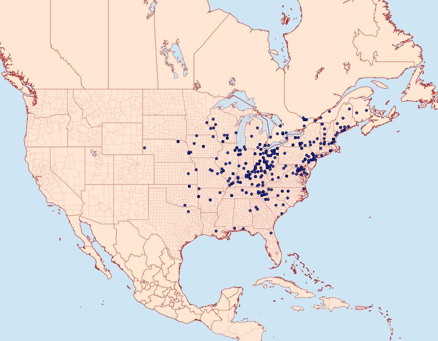 Distribution Data for Allagrapha aerea