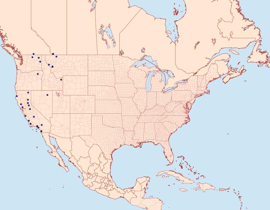 Distribution Data for Pseudeva palligera