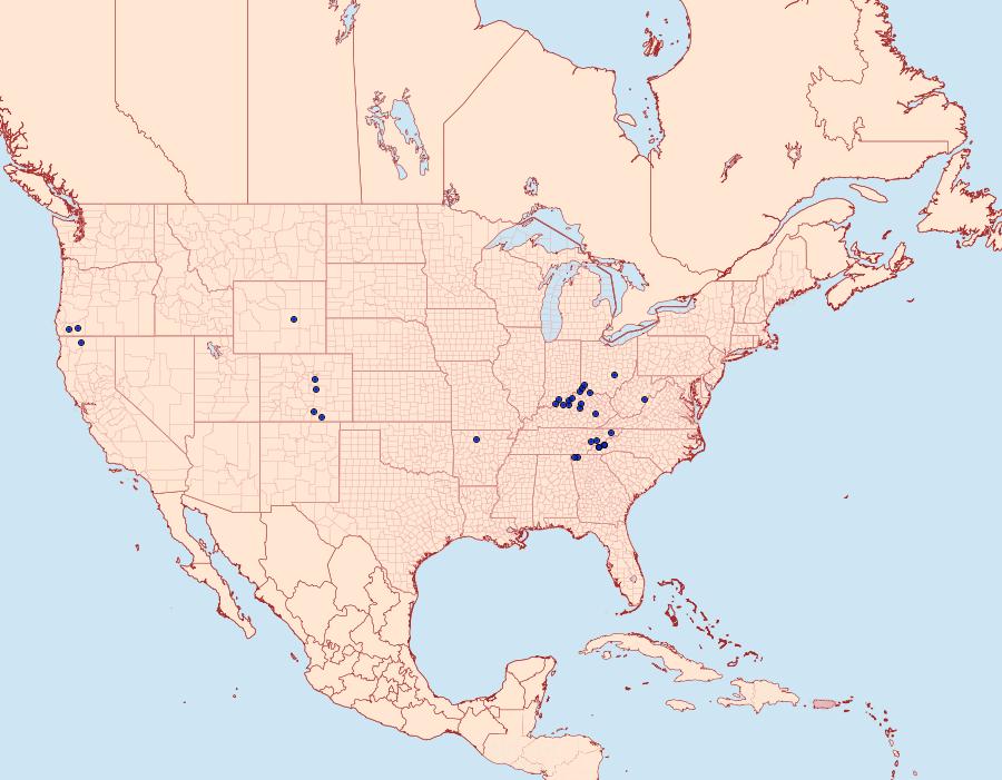 Distribution Data for Polychrysia morigera