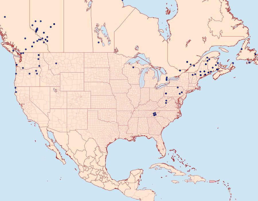 Distribution Data for Syngrapha alias