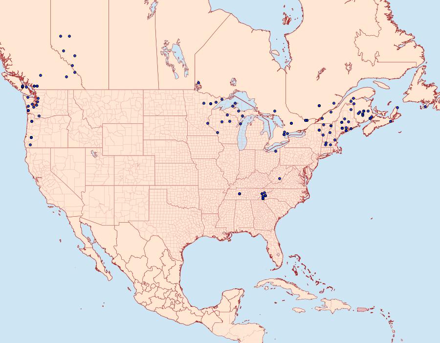 Distribution Data for Syngrapha rectangula