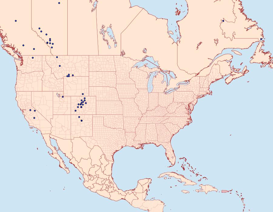 Distribution Data for Syngrapha ignea