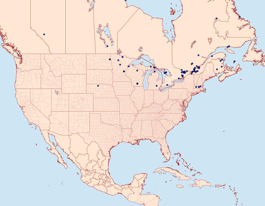 Distribution Data for Plusia magnimacula