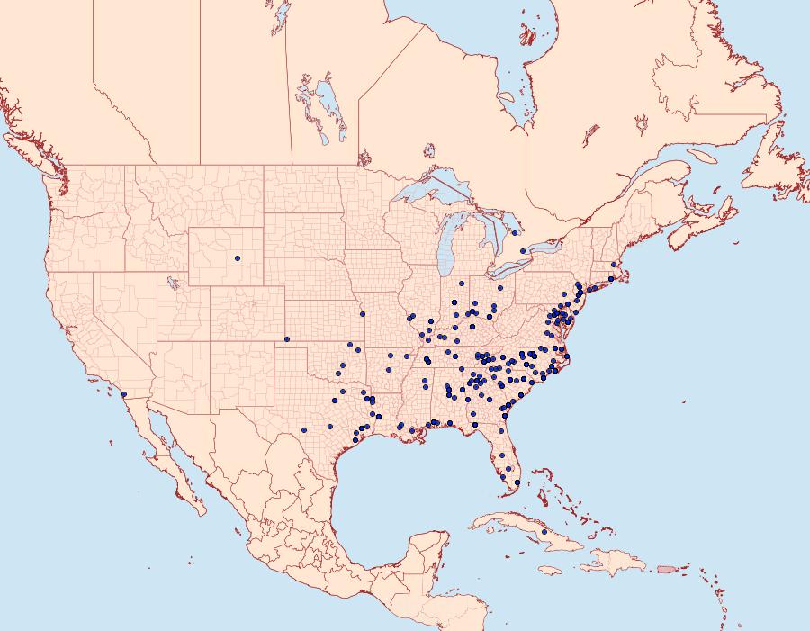 Distribution Data for Paectes abrostoloides