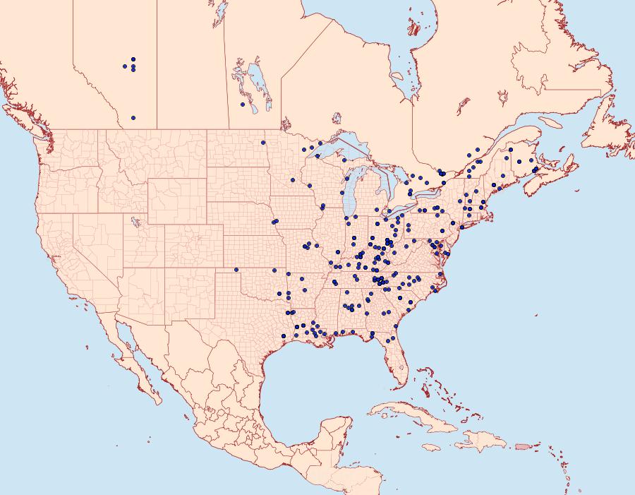 Distribution Data for Baileya ophthalmica