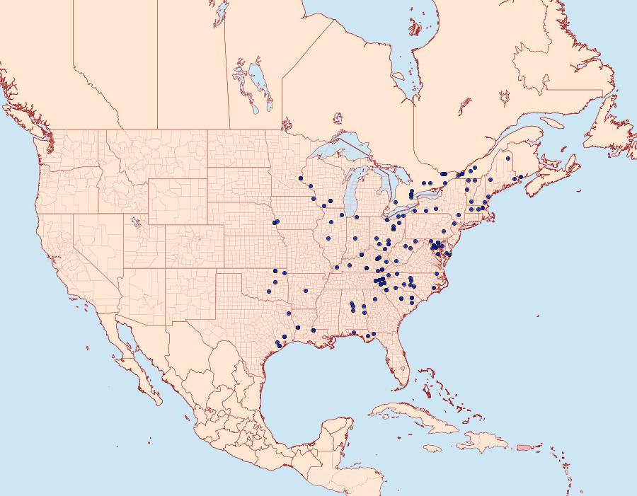 Distribution Data for Baileya dormitans