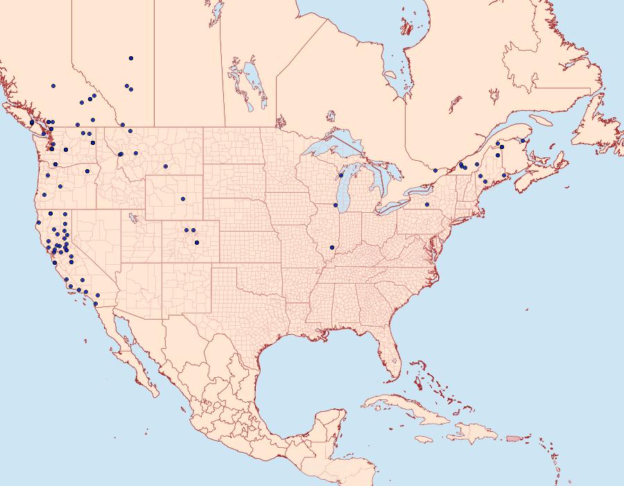 Distribution Data for Nycteola cinereana