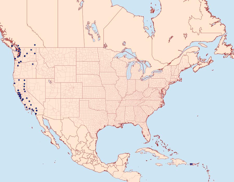 Distribution Data for Nola minna